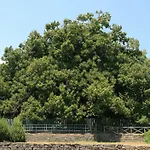 Stanza In Affitto Giarre